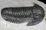 Detailed Gerastos Trilobite Fossil - Morocco #145740-1